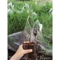 ราคา ต้นสนประดิพัทธ์ต้นกล้าปักชำสูง20-30ซม. (7447416799)