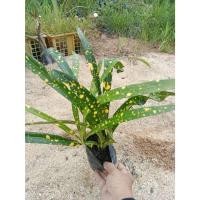 ราคา ต้นพันธุ์ โกสน แซ่ม้า แส้ม้า ถุงดำพร้อมปลูก 29บาท ช่วยดูดมลพิษทางอากาศ ทำให้อากาศสดชื่น เป็นโกสนที่มีสีสันหลากหลาย (42120679861)