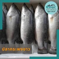 ราคา ปลากระพงขาว (เนื้อหวาน มัน กก.ละ)#อาหารทะเล (3389019453)