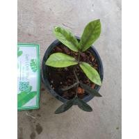 ราคา กวักดำ (กวักมรกตใบดำ) (8475098146)