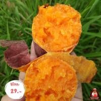 ราคา มันเเครอท มันส้มหวาน [กิโลละ 62-] อร่อย หวาน มัน มันส้มสดจากไร่ มันส้มมันหวานปลูกในไทยเกษตรอินทรีย์ (24732096247)