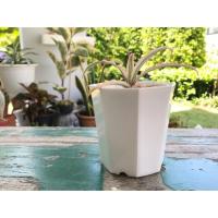 ราคา กระถางต้นไม้ กระถางพลาสติก 8 เหลี่ยม กระถางทรง 8 เหลี่ยม 3.5 นิ้ว ผิวขาวมันเงา (6338858665)