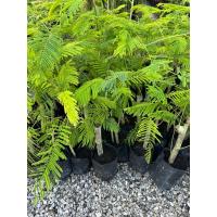 ราคา ต้นชะอมไร้หนาม สายพันธุ์แท้ พร้อมปลูก (42812465416)