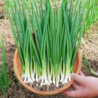 ราคา เมล็ดพันธุ์ ต้นหอม หอมแดง บรรจุ 700 เมล็ด Shallot Seeds Vegetable Seeds for Planting เมล็ดหอมแดง เมล็ดพันธุ์ผัก ผักสวนคร (26430510577)