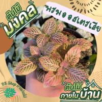 ราคา [ต้นไม้จิ๋ว] พรมญี่ปุ่น พรมออสเตรเลียแดงหายาก พร้อมกระถางฟรี ขนาด3นิ้ว ไม้มงคล ไม้จิ๋ว ไม้ฟอกอากาศ ต้นสูง 3-5 ซม.วางบนโต (12076340204)