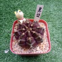 ราคา A2 ยิมโนผิวสีม่วง เขียว ทรงสวย ผิวเงา รากเดินดี (893391989)