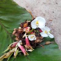 ราคา 2 เหง้า ว่านดอกทอง ว่านมหาอุดม (9975349870)