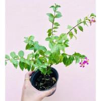 ราคา ต้นเชอร์รี่แคระด่างไม้ทำบอนไซ (20521279856)