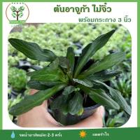 ราคา [ต้นไม้จิ๋ว] ต้นอาจูก้า ไม้มงคล พร้อมกระถาง 3 นิ้วฟรี วางบนโต๊ะทำงานได้ ปลูกในบ้านได้ ต้นไม้มงคล วางในบ้านได้ (9939032357)