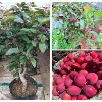 ราคา ต้นแอปเปิ้ลแดงแคระเชอรี่แดงไม้ผลส่งแบบเผ็ดตามภาพ (43955520430)
