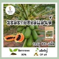 ราคา เมล็ดพันธุ์มะละกอฮอลแลนด์ เมล็ดพันธุ์เก็บจากสวน (19008646427)