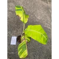 ราคา ต้นกล้วยน้ำว้ามะลิอ่องด่าง ต้นที่ส่ง คือ ต้นในรูป หน่อชำกระถาง สมบูรณ์ แข็งแรง พร้อมลงดินได้ (41212571691)