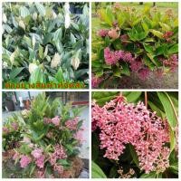 ราคา (ขาย ต้นพันธุ์) ดอก ต้น ไข่มุกอันดามัน ไข่มุก อันดามัน สี ชมพู Kanokwan (4986376034)