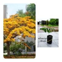ราคา ต้นหางนกยูงฝรั่งสีเหลืองทอง 30cm. (28805366939)