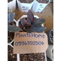 ราคา กวักมรกตดำด่างชมพูตัดสด (24217368328)