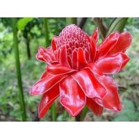 ราคา ต้นดอกดาหลาสีแดงสดสวย ดอกไม้สวยงาม กอนได้. ดาหลาแดงก้านแดง แดงก้านเขียว (20575474100)