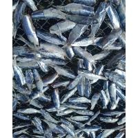 ราคา ปลาอกแร้เค็ม ปลาตัดหัว ไม่เค็มมาก 500 กรัม (40750566445)