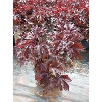 ราคา ❎❎ปิดการขายจ้า❎❎ต้นชบาเมเปิ้ล (4244218855)