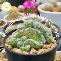 ราคา [ MAMM40 ] แมมนกฮูกคริส Mammillaria Microthele Cristata แมม แมมนกฮูก ต้นไม้ แคคตัส แมมมิลลาเรีย (41009125316)