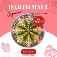 ราคา Gymnocalycium mihanovichii Clone Darth maul (9640258148)