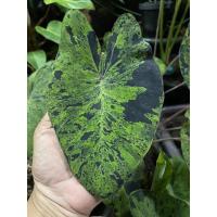 ราคา โคโลคาเซียโมฮิโต้ บอนโมฮิโต้ Colocasia Mojito ใบเข้ม สีดำชัด โคโลคาเซียโมจิโต้ (12567012077)