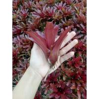 ราคา สับปะรดสี fireball (50 หน่อ) (9498338147)