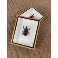 ราคา แมลงสต๊าฟ ในกล่องไม้ - ด้วงกว่างชน ขนาดกล่อง 5x6 นิ้ว (7958145510)