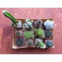 ราคา แคคตัส กระบองเพชร ขนนกขาว แอสโตร ดาวล้อมเดือน เฟรเลีย ปราสาทนางฟ้า ยิมโน แมมหนามตะขอ แมมตุ๊กตา (5254044229)