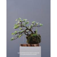 ราคา บอนไซต้นโมกด่าง ดอกสีขาว (40575502066)