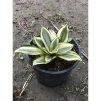 ราคา ต้นลิ้นมังกรแคระขอบทอง (3850028961)