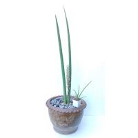 ราคา ต้นงาช้าง ว่านงาช้าง ไม้มงคล ไม้ฟอกอากาศ ขนาดใหญ่ เนื้อแข็ง (6769114449)