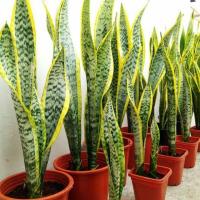 ราคา ลิ้นมังกรต้นไม้มงคล ฟอกอากาศ ไม้ปลูกในห้องนอน sansevieria (4118325406)
