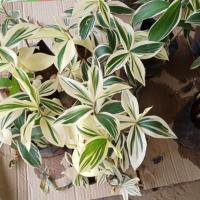 ราคา เอื้องหมายด่าง ไม้ฟอกอากาศ (4733900991)