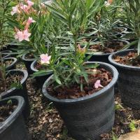 ราคา ต้นยี่โถแคระ 11นิ้ว สีชมพู (2235264062)