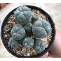 ราคา lophophora williamsii caespitosa (5248142032)
