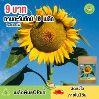 ราคา พิเศษ 9 บาท เมล็ดพันธุ์ดอกทานตะวันยักษ์(ทานได้) 10 เมล็ด (24118680005)