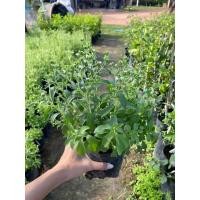 ราคา ต้นหญ้าหวาน พร้อมปลูก ใช้ทำชา สมุนไพรหญ้าหวาน ให้ความหวานแทนน้ำตาล (19895693886)