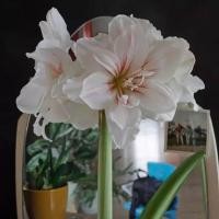 ราคา 1 หัวว่าน ว่านสี่ทิศ ฮอลแลนด์ Amaryllis Aquaro 22-24 ซม (11401929547)