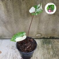 ราคา บอนสีเศรษฐีพันล้าน ไม้แยกหน่อ (ต้นตามภาพ) (13927091137)