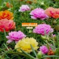 ราคา เมล็ดพันธุ์ แพรเซี่ยงไฮ้ 30 เมล็ด (3027193586)