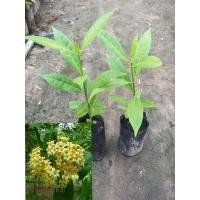 ราคา ต้นกันเกรา/ต้นมันปลา (ชุดละ 2 ต้น) (7867543049)