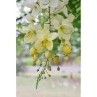 ราคา เมล็ดพันธุ์ต้นคูณ ดอกสีขาว (8653454028)