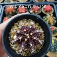 ราคา ยิมโนด่าง ยิมโนม่วงดำแดง ไม้เพาะเมล็ด (13150587149)