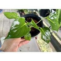 ราคา เสน่ห์จันทร์ขาว#ต้นเสน่ห์จันทร์ขาว#ไม้มงคล (15446033182)