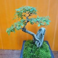 ราคา บอนไซ หมากเมเปิ้ล ใบหอม (23184136086)