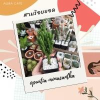 ราคา สามร้อยยอด Opuntia monacantha (3753009500)