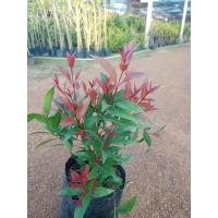 ราคา ต้นคริสติน่า ยอดแดง ไม้ประดับ สูง 50-60 ซ.ม (19328090682)