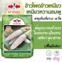 ราคา 1กก [เหนียวหวานชมพู][ข้าวโพดข้าวเหนียว] ข้าวโพด ศรแดง (26490081114)