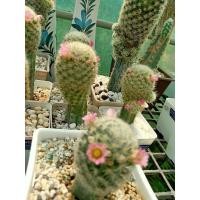 ราคา Mammillaria geminispina แมมมิลาเรีย ขนนกเหลือง หรือ แมมขนนกเหลือง ไม้ประดับสวนสวยชองนักสะสมไม้ดอก (4178612972)