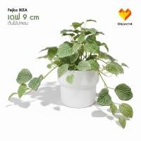 ราคา IKEA ไม้ประดิษฐ์ในกระถาง 9 cm FEJKA Vinterfint (19080297327)